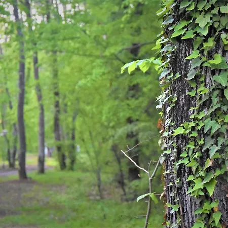 Vakantiepark Dani Kamchia (Varna)