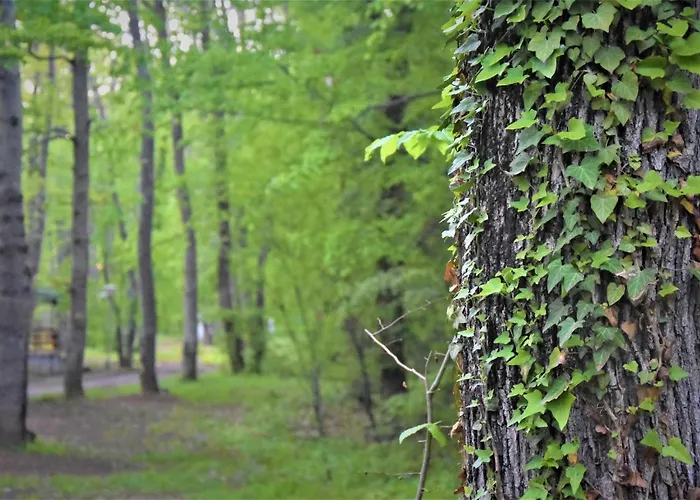 Vakantiepark Dani Kamchia (Varna)